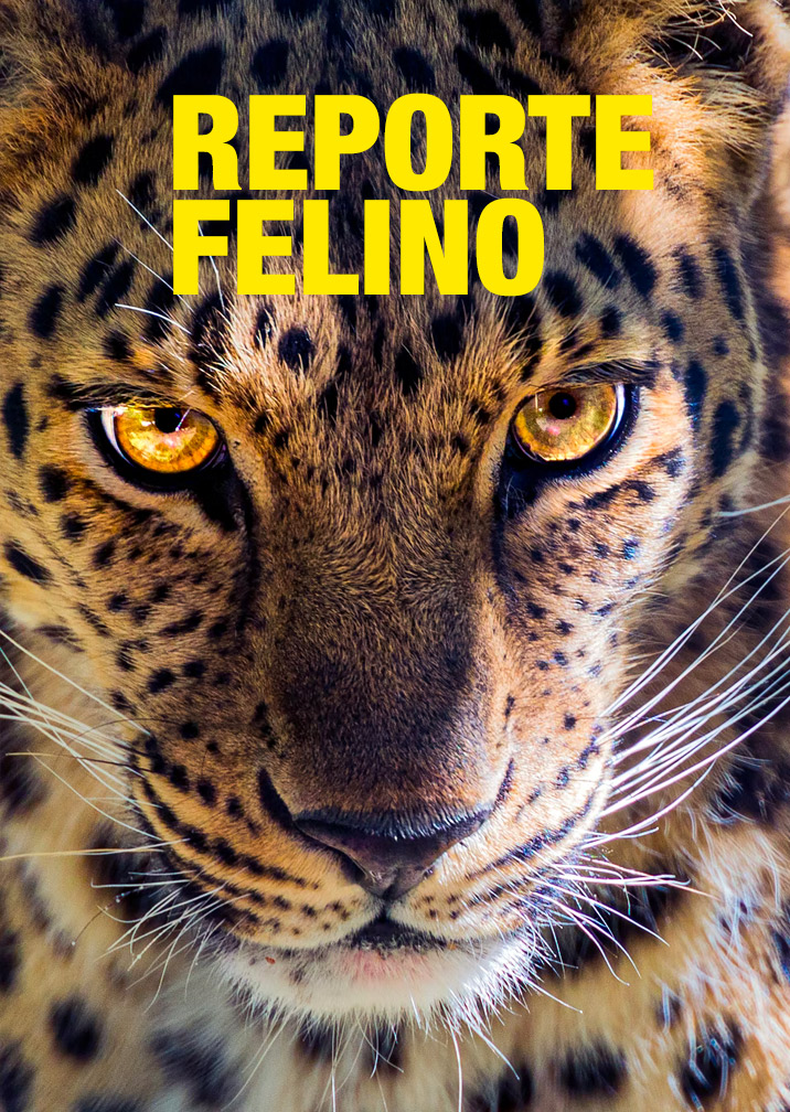 Reporte Felino